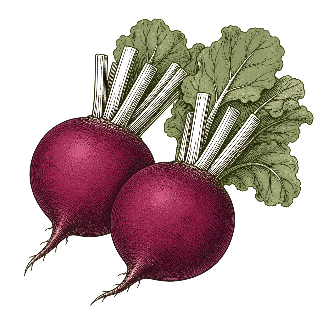 Round beet roots with trimmed greens — the mature roots to lift at 50–60 days when diameter reaches usable size.