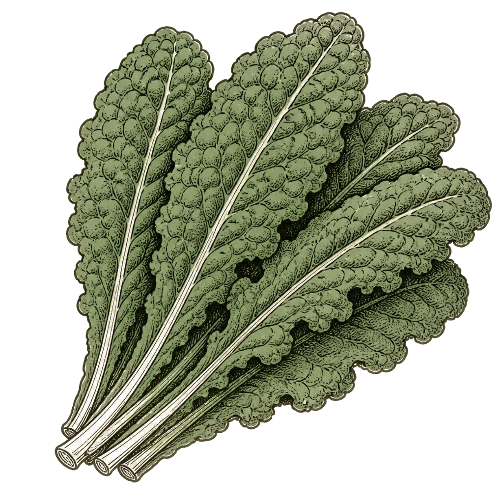Bunch of lacinato kale leaves overlapping — the harvestable leaves to pick from the bottom up while the crown keeps producing.