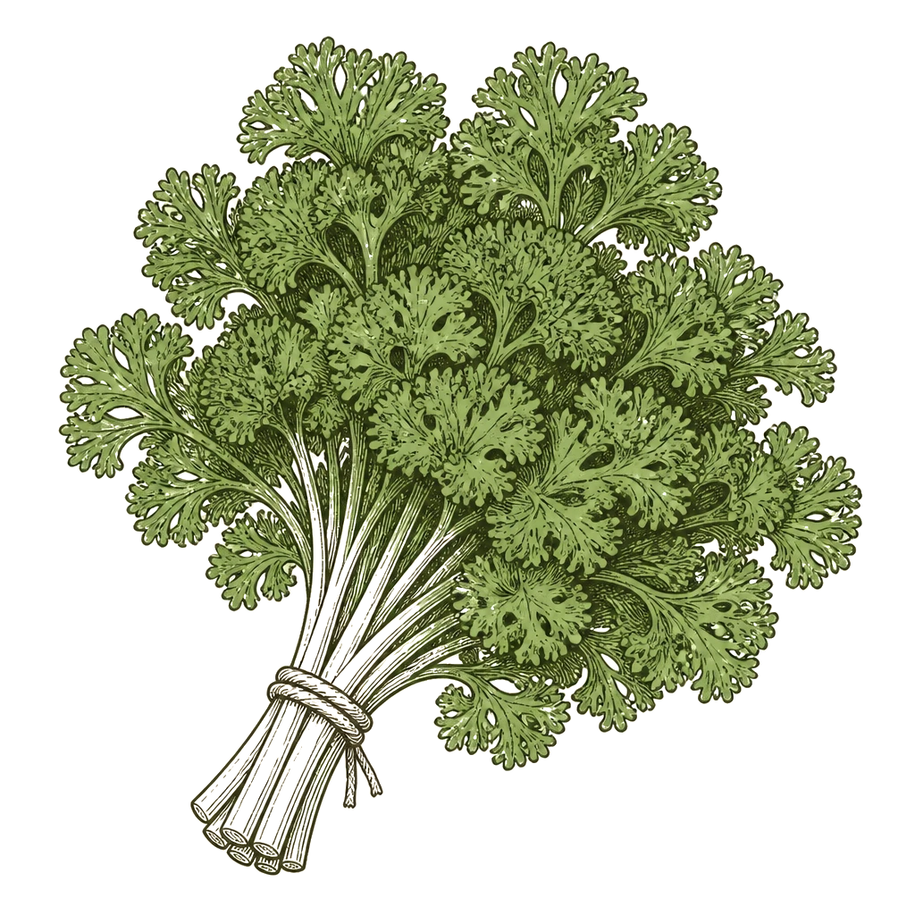 Bunch of parsley leaves on short stems — the outer stalks to cut near the ground so the crown keeps producing new growth.