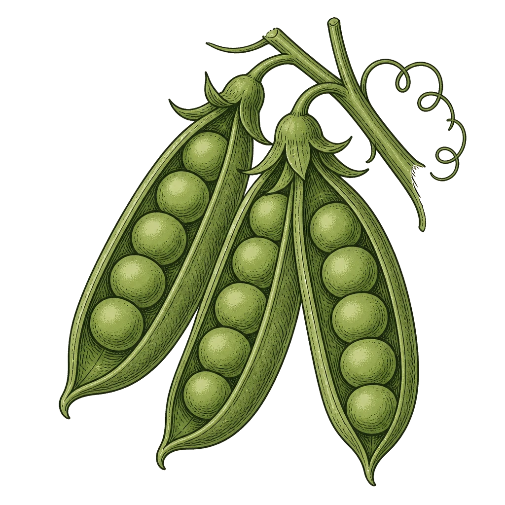 Filled pea pods on a short vine spur — the snap or shell peas to pick while pods are plump and seeds stay small.